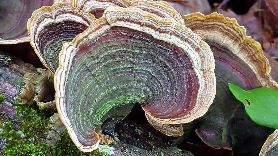 Purple and Green Turkey Tail Fungus Photograph by Douglas Barnett