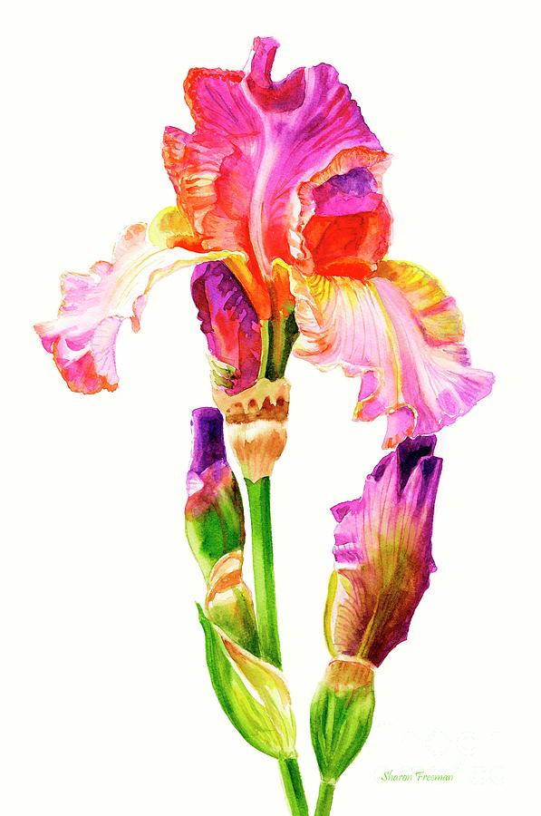 Purple and Orange Iris Painting by Sharon Freeman