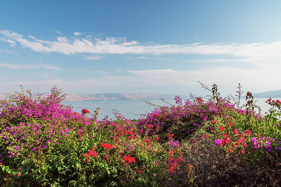 Nature Digital Art - Purple And Red Bougainvillea Flowers In Garden Overlooking The Sea Of Galilee And The Golan Heights At The Church Of The Beatitudes, Mount Of Beatitudes, Sea Of Galilee Region, Israel by Perry Mastrovito