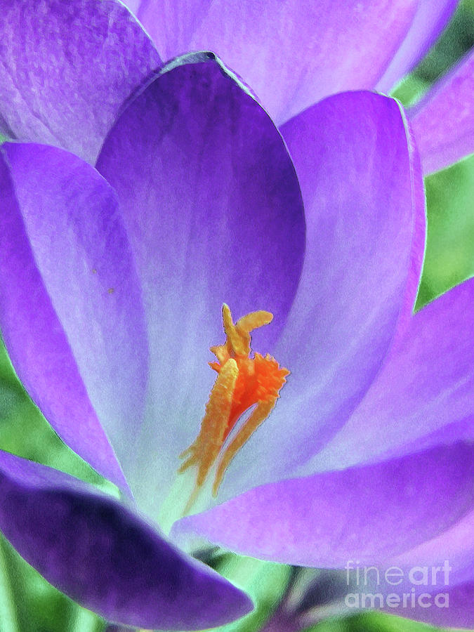 Purple And Saffron Photograph by Kim Tran