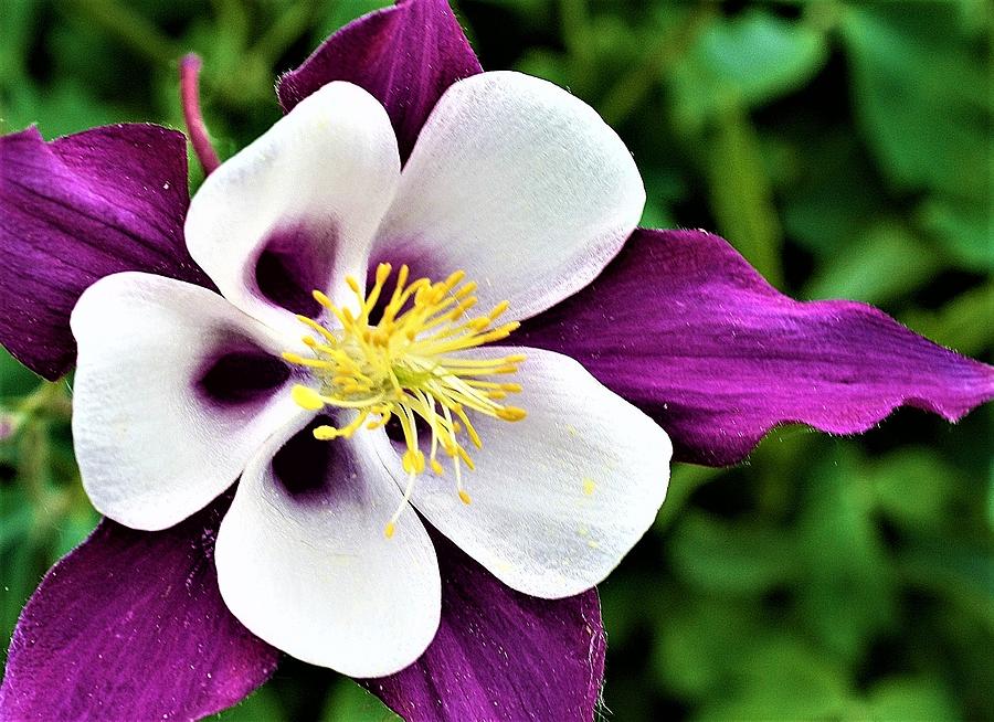 Purple and White Columbine Blossom Photograph by Bruce Bley