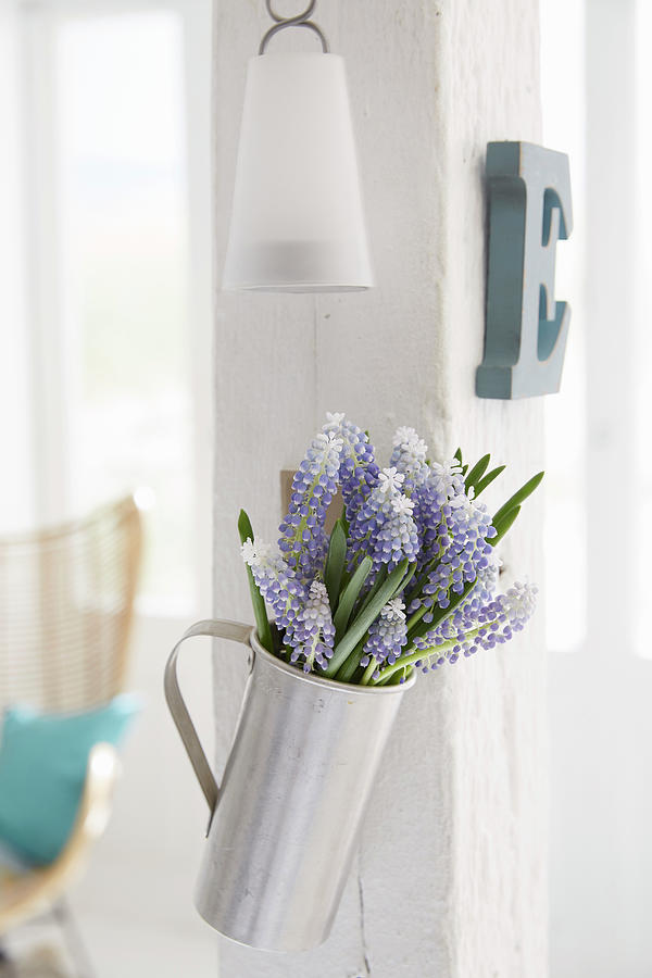 Purple And White Grape Hyacinths In Metal Jug Photograph by Greenhaus Press