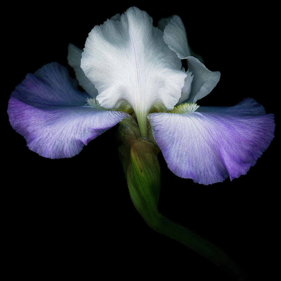 Purple And White Iris Isolated On Black Photograph by Ogphoto