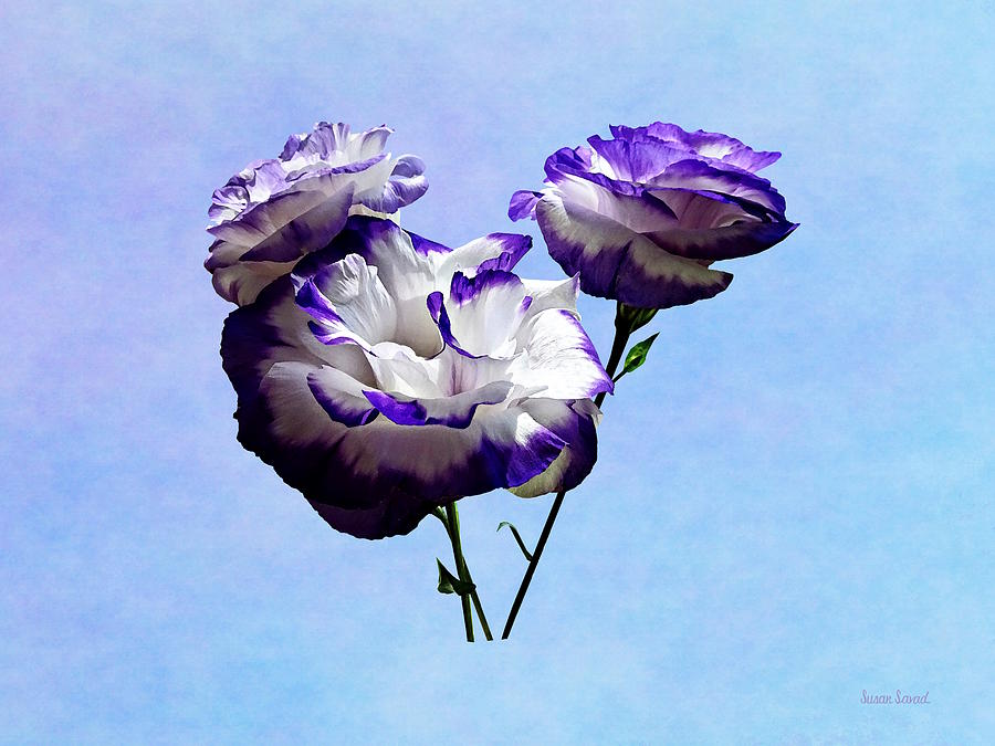 Purple and White Lisianthus Photograph by Susan Savad