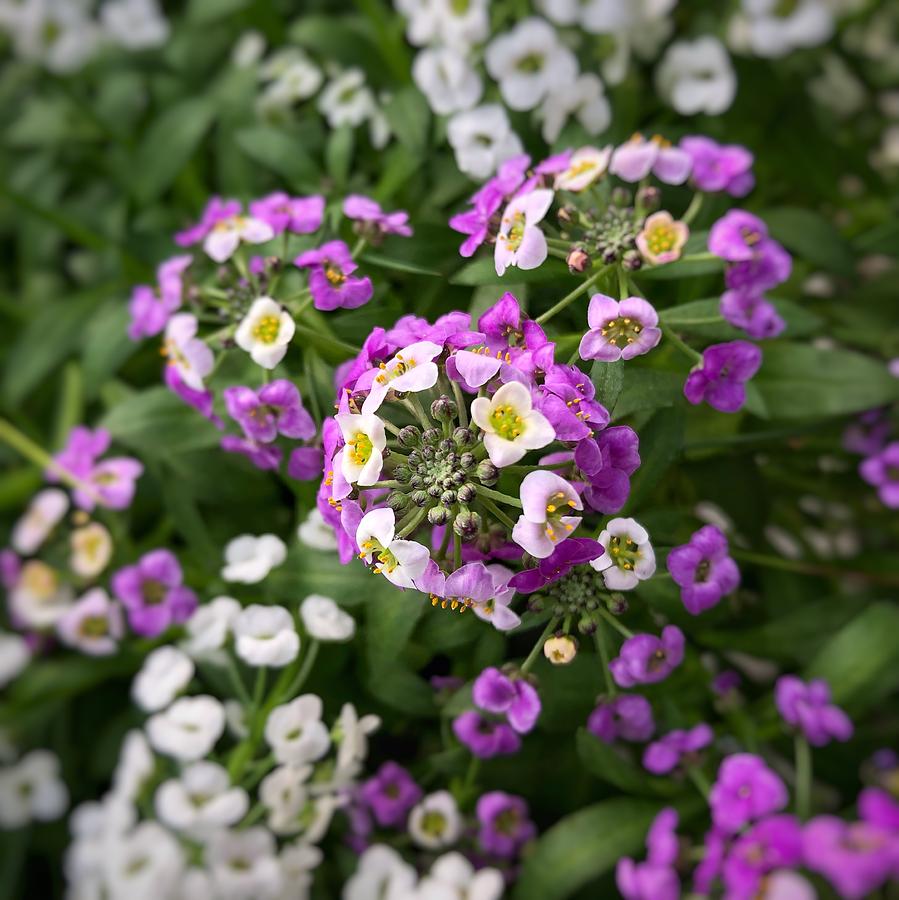 Purple and White Lobularia Flowers  Photograph by Jori Reijonen