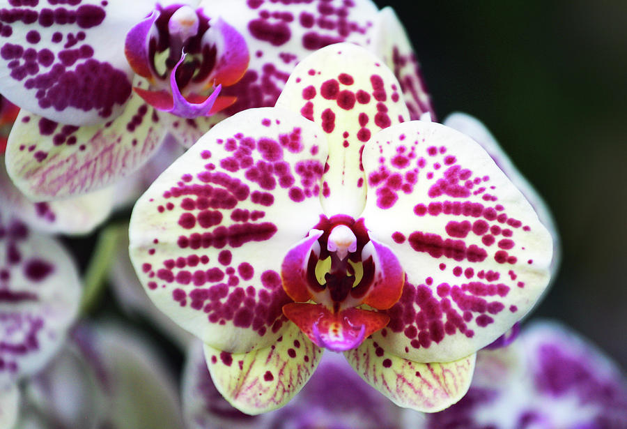 Purple and White Orchid Photograph by Anthony Jones
