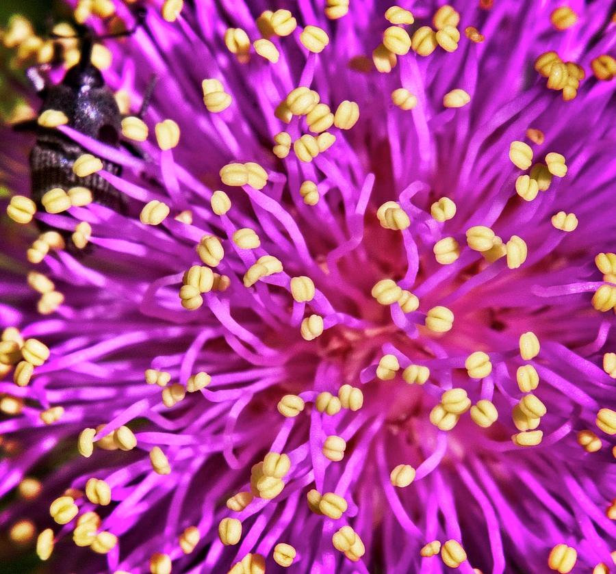 Purple And Yellow Fuzzy Blossom 3 Photograph