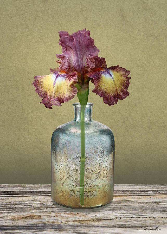 Purple And Yellow Iris Digital Art by M Spadecaller
