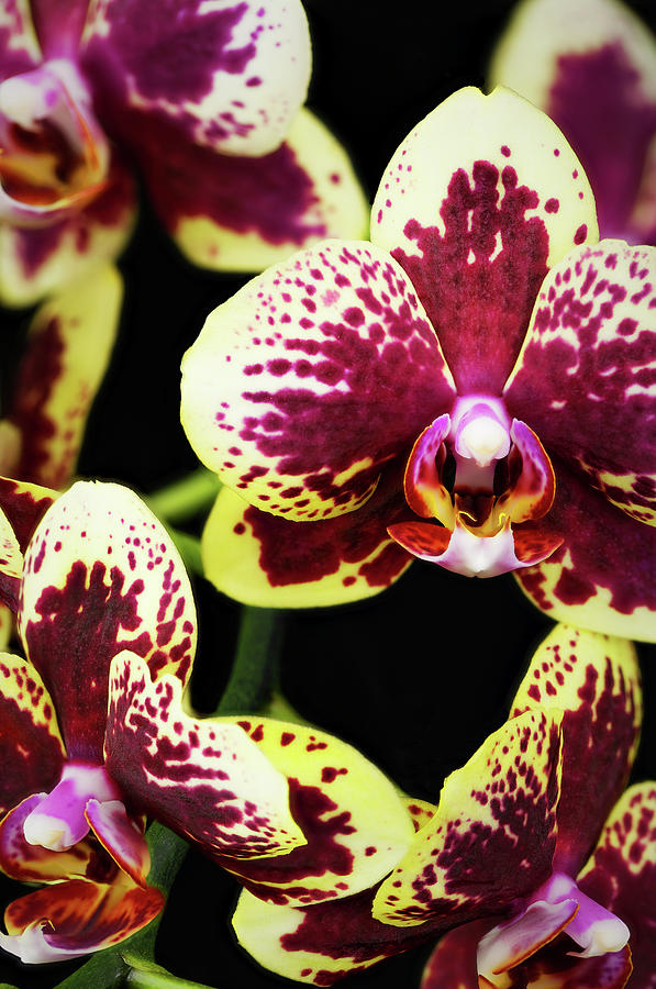 Purple and Yellow Orchid-5 Photograph by Rudy Umans