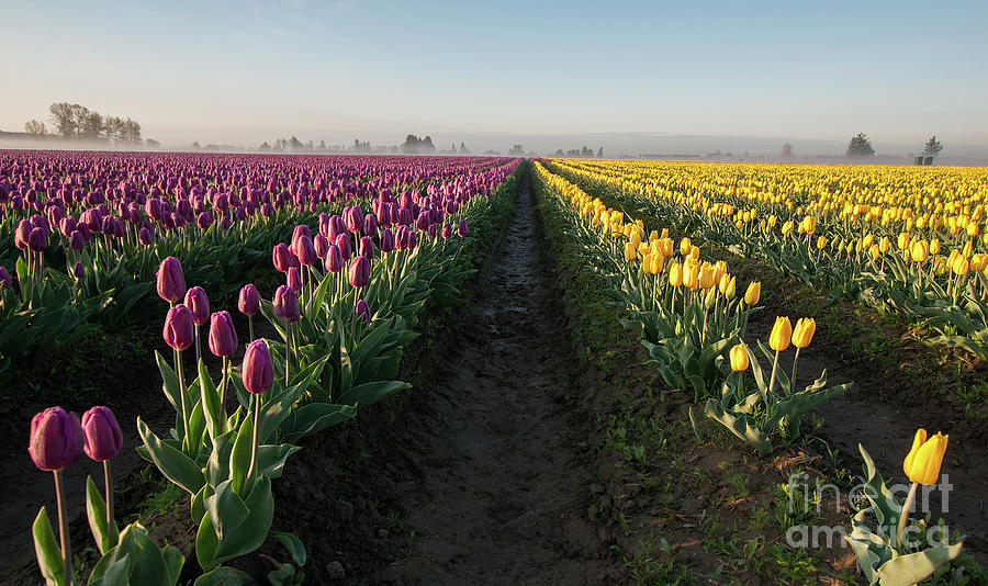 Purple and Yellow Tulip Fields at Sunrise by Valerie Garner Purple and Yellow Tulip Fields at Sunrise by Valerie Garner