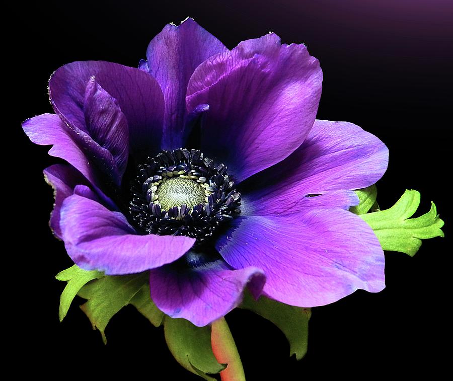 Purple Anemone Flower Photograph by Gitpix