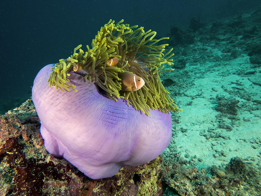 Fish Photograph - Purple Anemone by Ilan Ben Tov