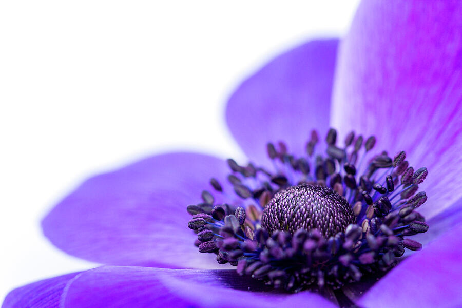 Purple Anemone Photograph by Tanya C Smith
