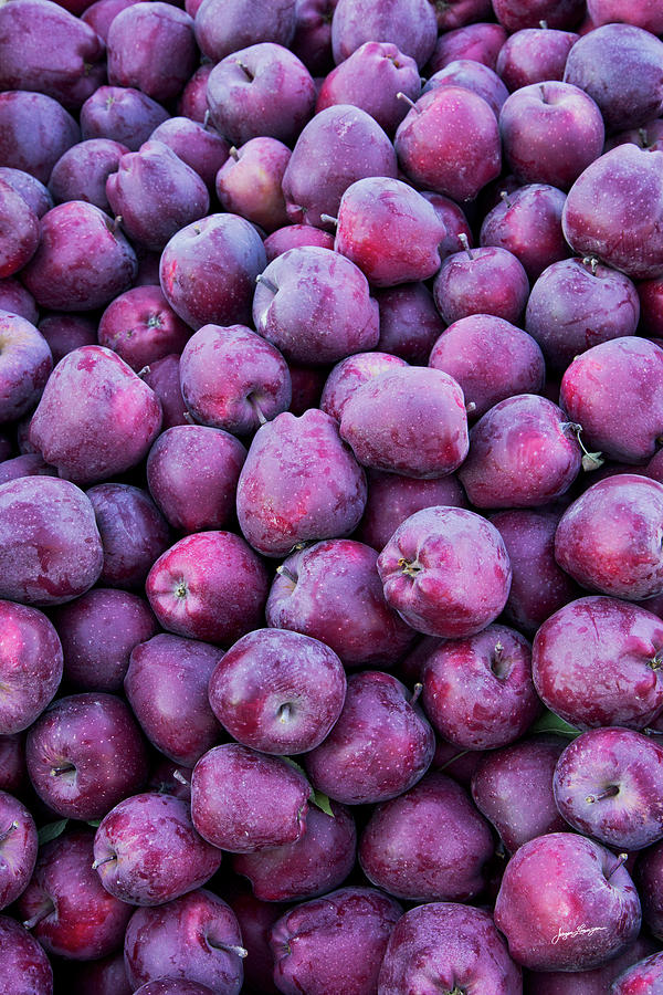 Purple Apple Harvest Photograph by Jurgen Lorenzen