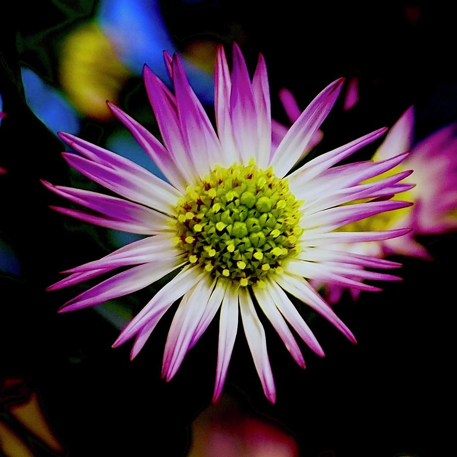 Rose Purple Aster Photograph by Alida M Haslett