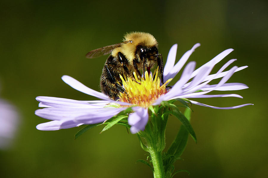 Purple Aster and Bee Photograph by Paul Freidlund