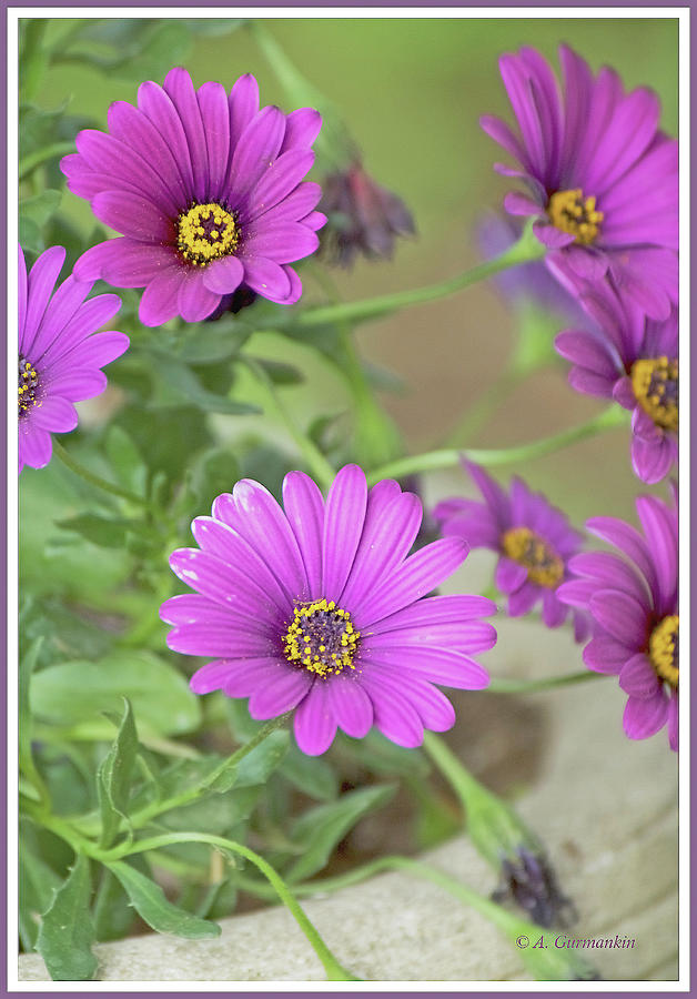 Purple Aster Flowers Photograph by A Macarthur Gurmankin