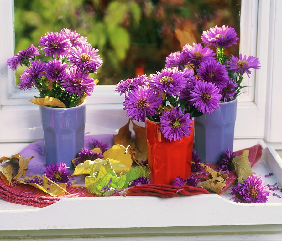 Purple Asters In Beakers On White Tray By Window Photograph by Friedrich Strauss