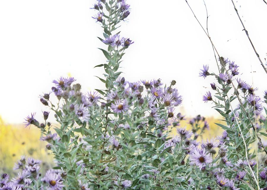 Purple Asters Photograph by Mary Pille - Fine Art America