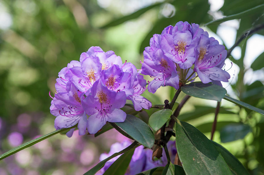 Purple Azaleas Bloom 1 Photograph by Jenny Rainbow