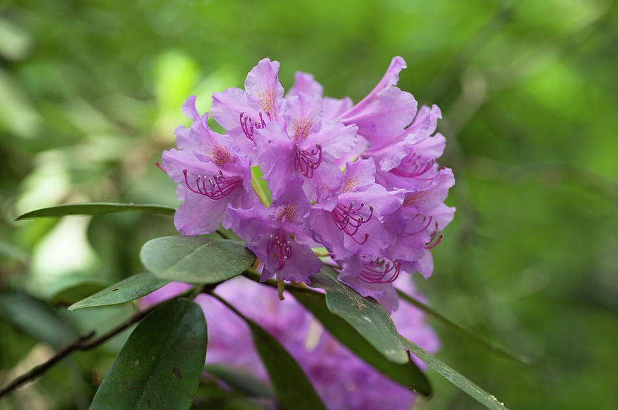 Purple Azaleas Blooms Photograph by Jenny Rainbow