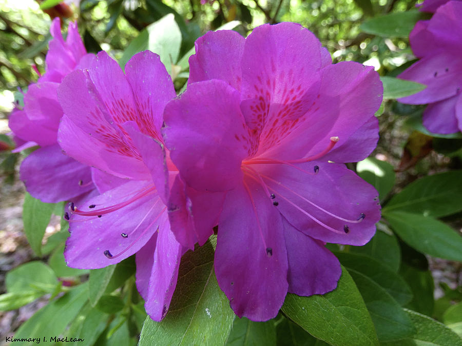 Purple Azaleas Photograph by Kimmary MacLean | Fine Art America