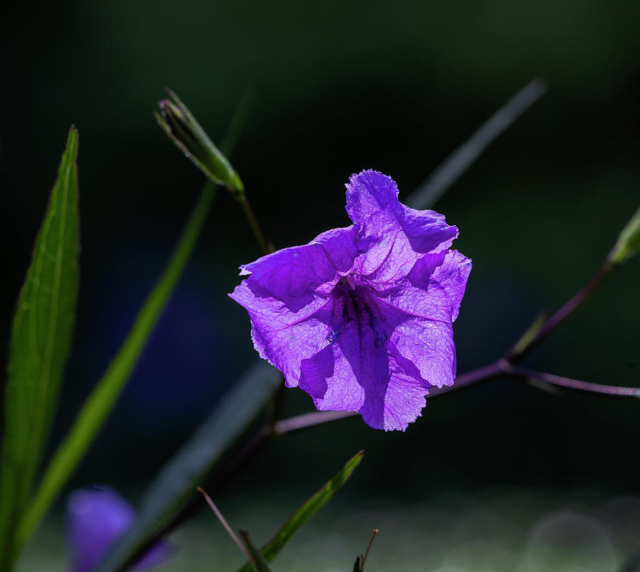 Purple Back Lit Flower Photograph by Robert Ullmann