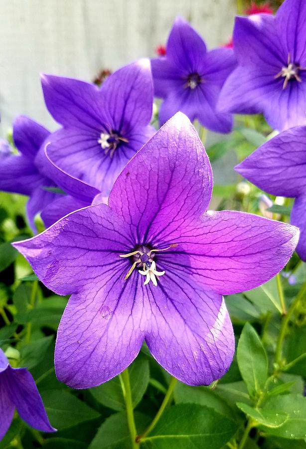 Purple Balloon Flowers Photograph by Andrea Lowery - Fine Art America