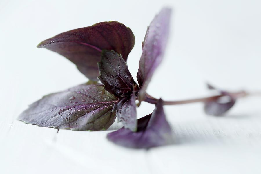 Purple Basil On A White Background Photograph by Mona Binner Photographie