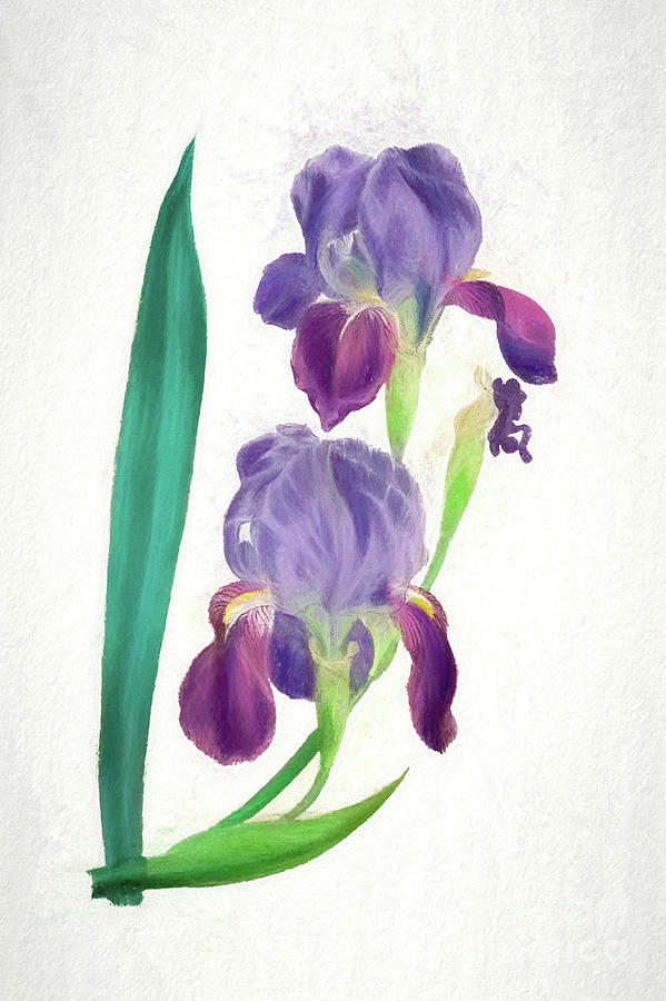 Double Purple Bearded Iris Botanical Chalk Art Digital Art by Nikki Vig