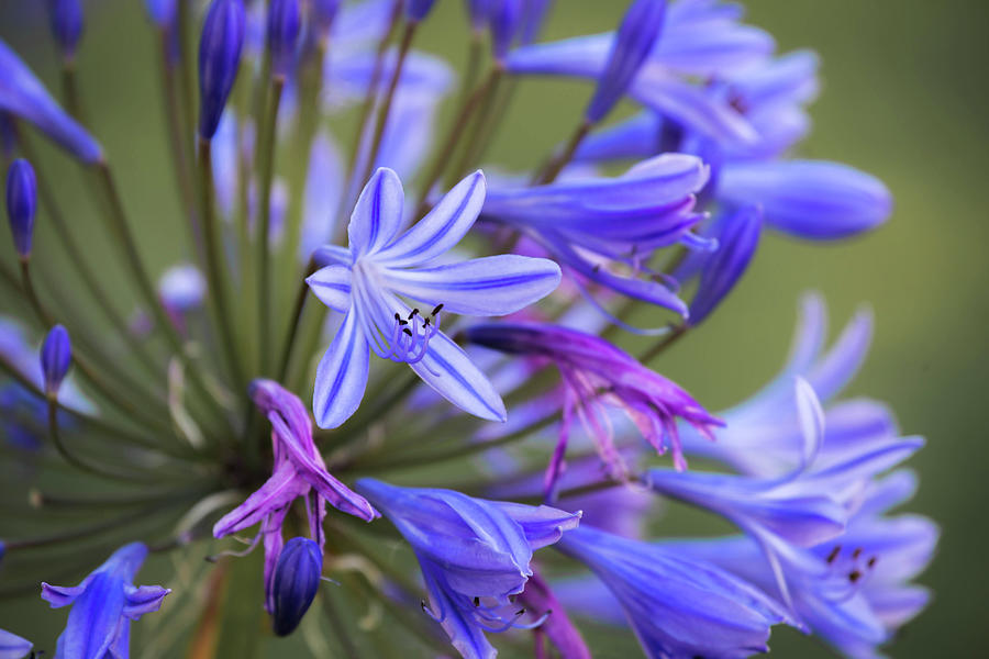 Purple Flowers Photograph by Debra Kewley