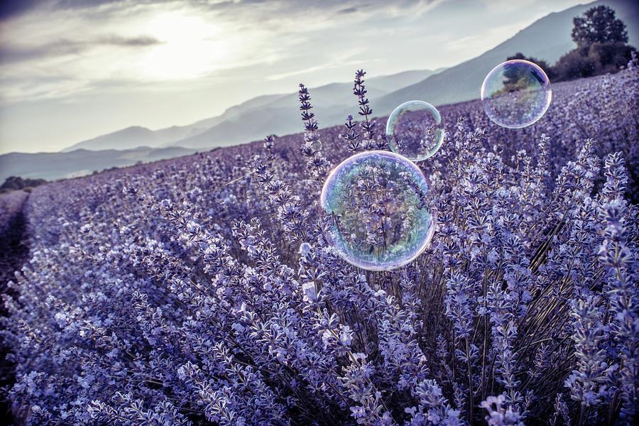 Flower Photograph - Purple beauty by Yoana Evgenieva