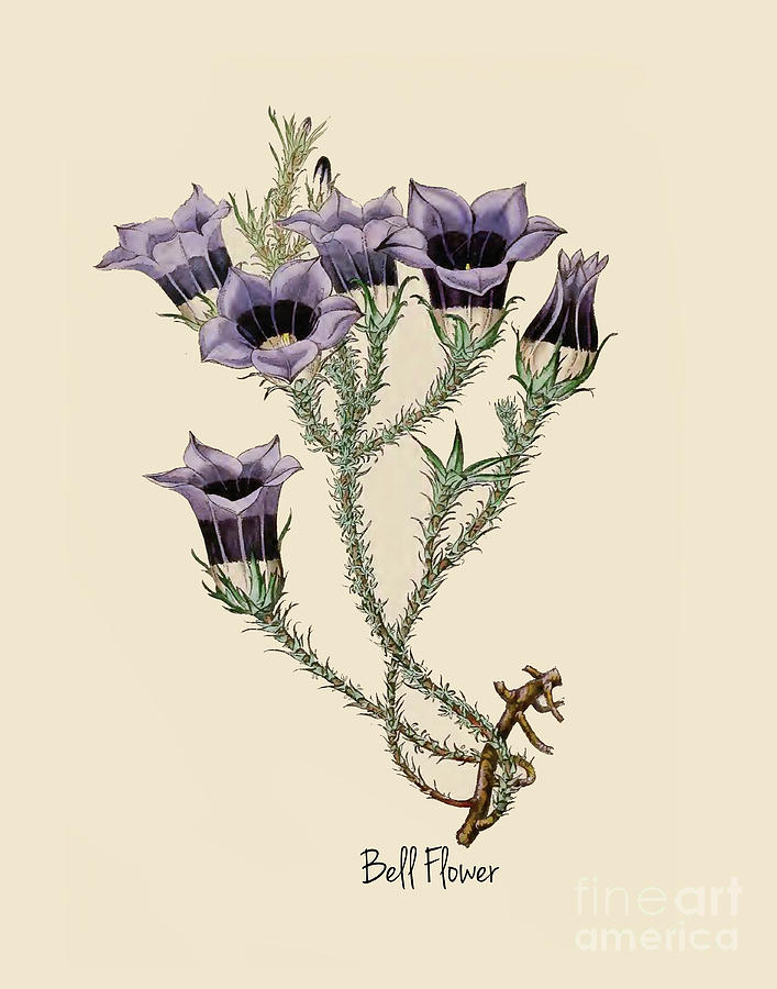 Purple Bell Flower Botany Print by Nikki Vig Purple Bell Flower Botany Print by Nikki Vig