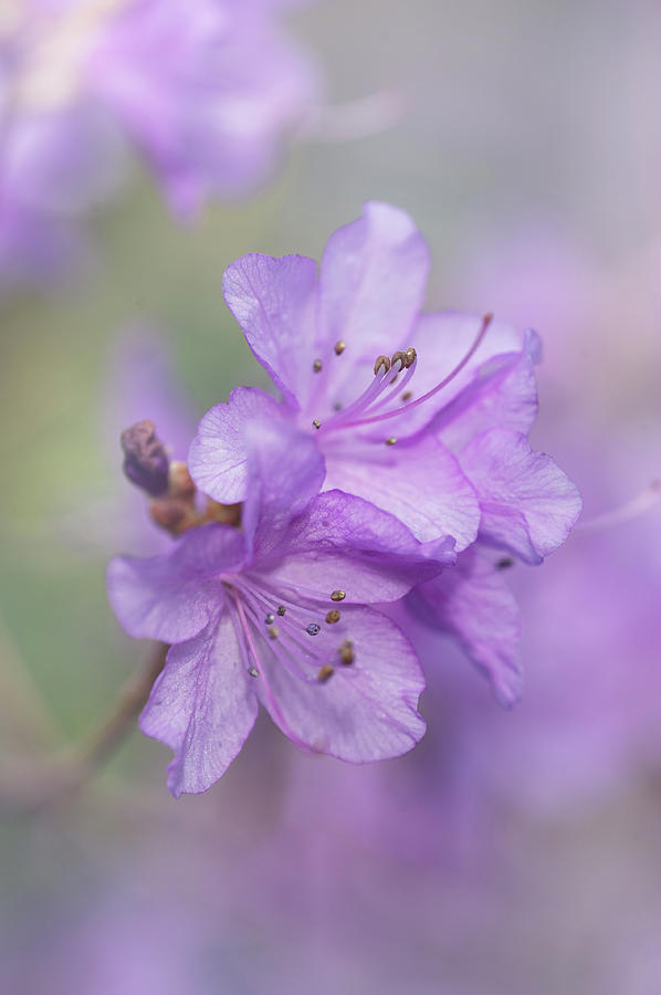 Purple Bloom Of Rhododendron Dauricum 8 Photograph