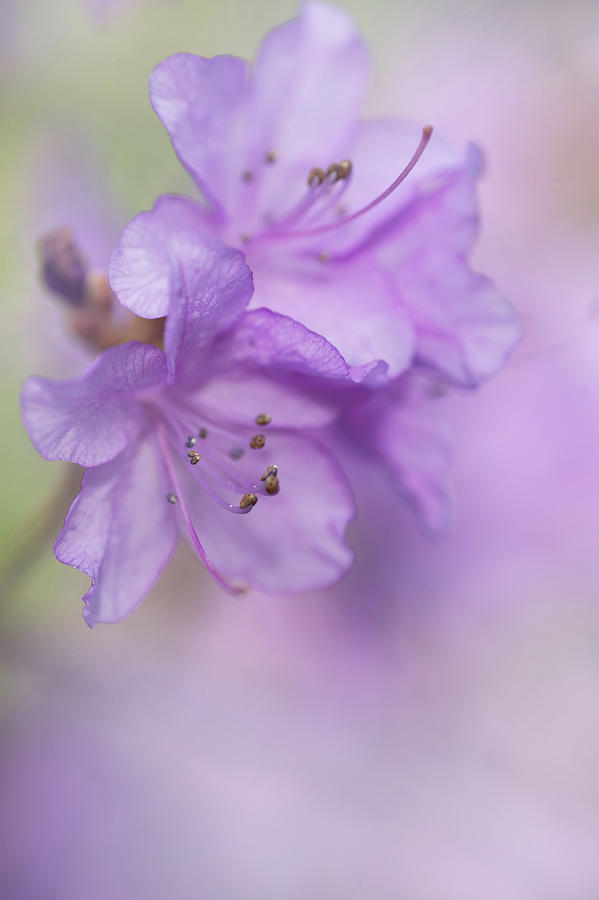 Purple Bloom of Rhododendron Dauricum 9 Photograph by Jenny Rainbow