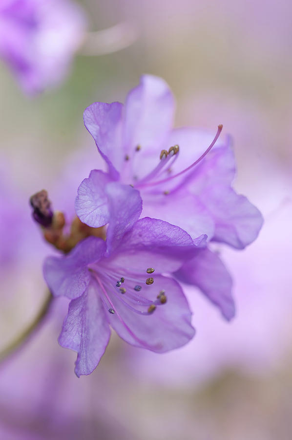 Purple Bloom of Rhododendron Dauricum Photograph by Jenny Rainbow