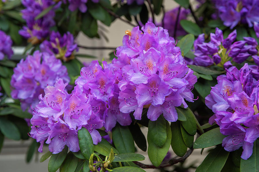 Purple Bloom of Rhododendrons 1 Photograph by Jenny Rainbow