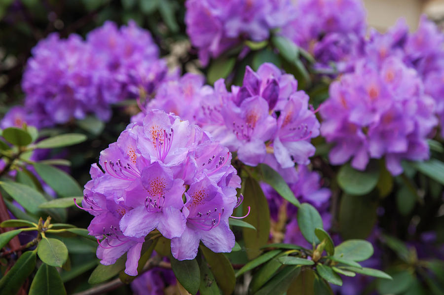 Purple Bloom of Rhododendrons 2 Photograph by Jenny Rainbow