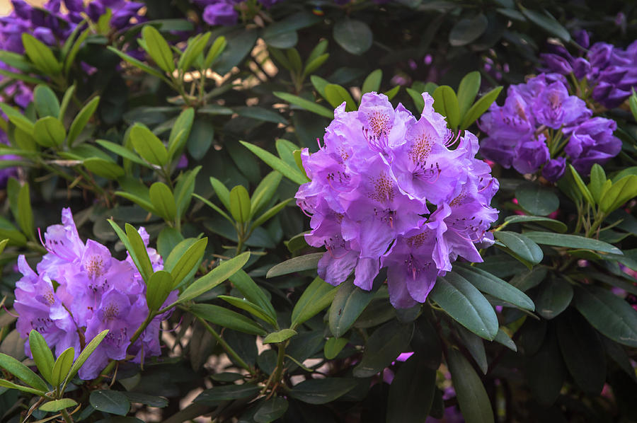 Purple Bloom of Rhododendrons Photograph by Jenny Rainbow