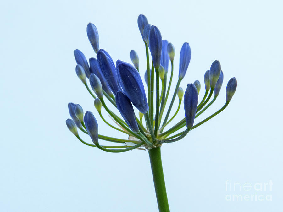 Purple-Blue Flower Blossom Photograph by Christy Garavetto