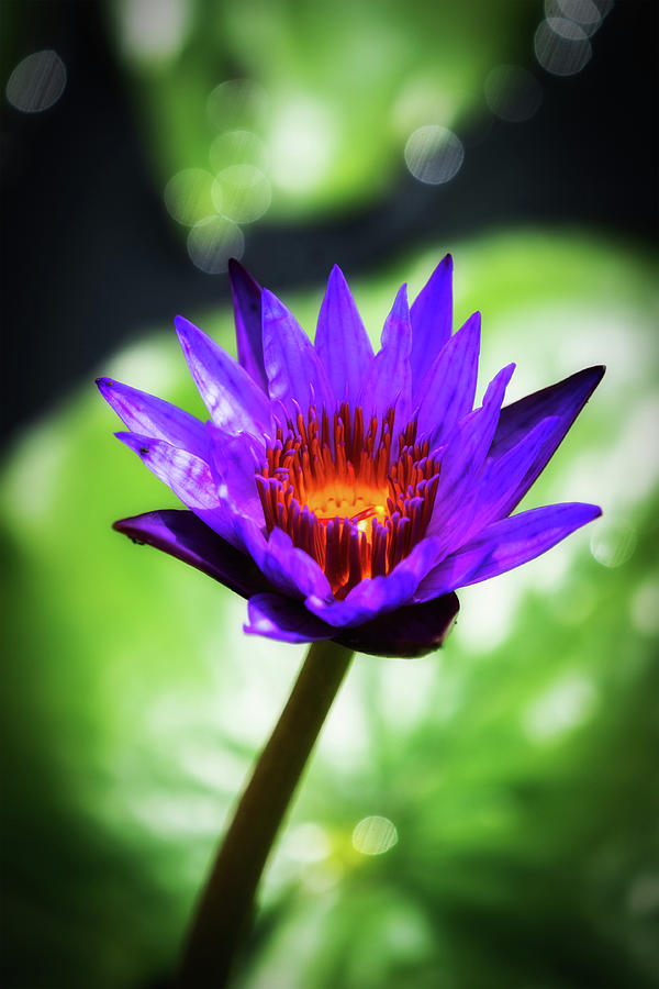 Purple Water Lilly Digital Art by Bob Coorsen - Fine Art America