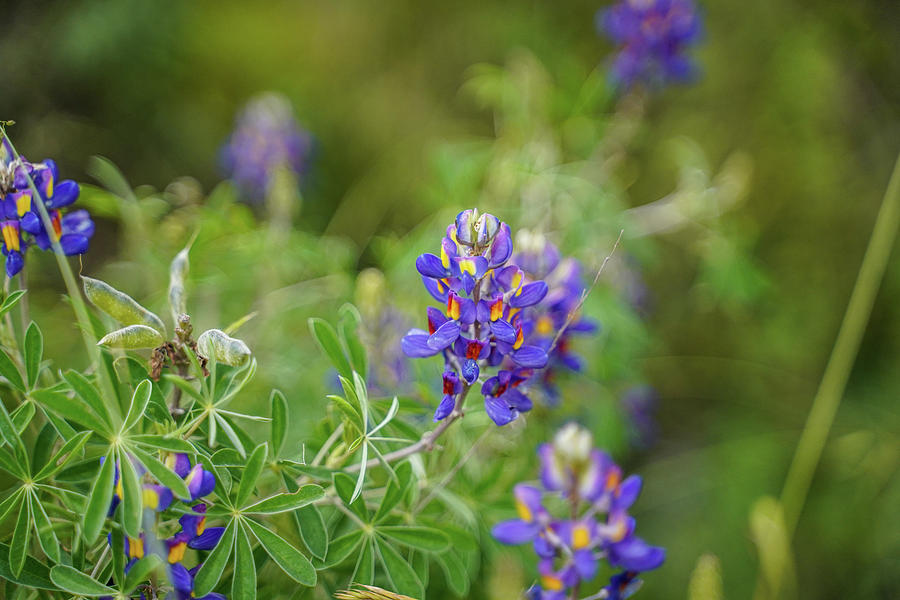 Purple Bonnets of Peru Photograph by Matthew Holdridge - Fine Art America