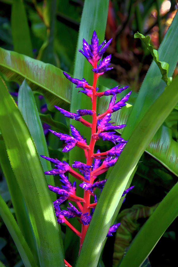 Purple Bromeliad Photograph by Sally Weigand