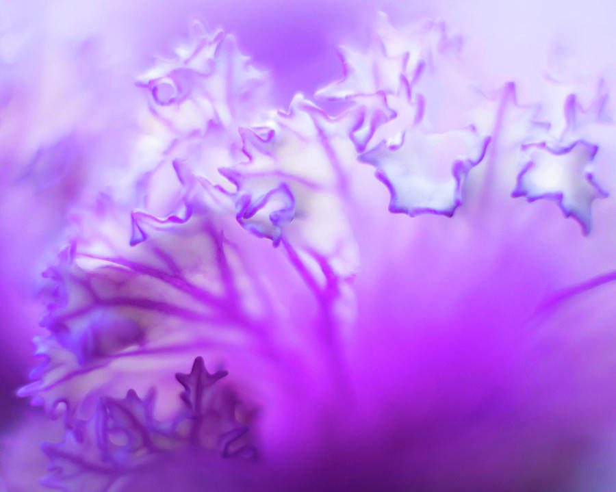 Purple Mystery by Susan Callaway Purple Mystery by Susan Callaway