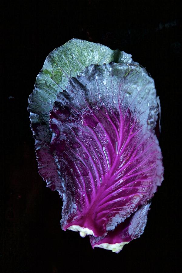 Purple Cabbage With Droplets Of Water Photograph by Andre Baranowski