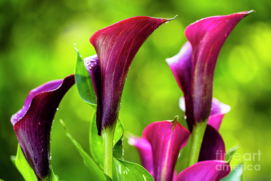 Purple Calla Lily Flower Photograph by Raul Rodriguez