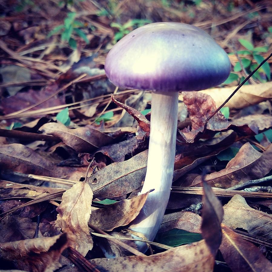 amethyst mushroom