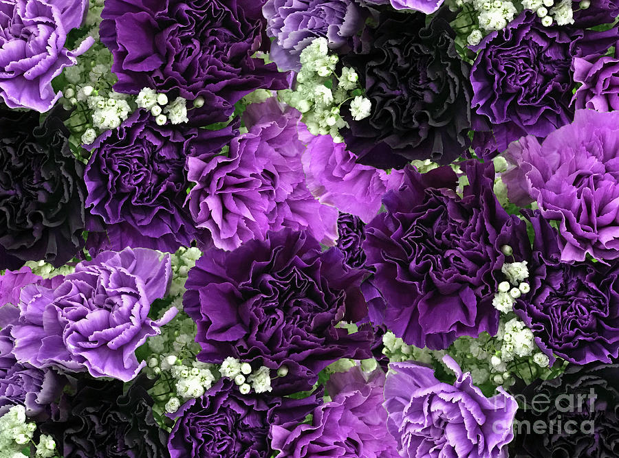 Purple Carnations Flora Photograph by Rockin Docks