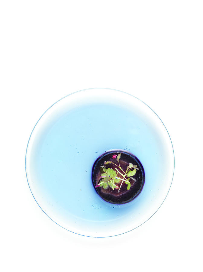 Purple Carrot With Water Cress And Perfumed Blue Jelly Photograph by Cabanes-valle