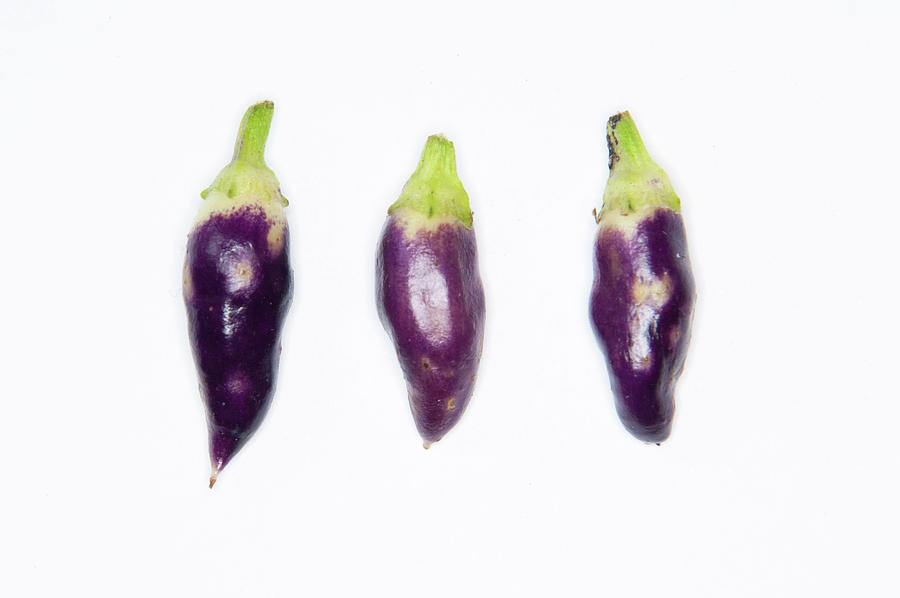 Purple Chillies Photograph by Helen Jackson